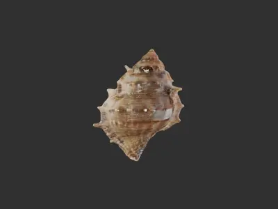 Sea Shell 3 3D model