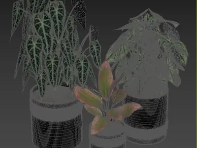 Red Aglaonema 02 3D model