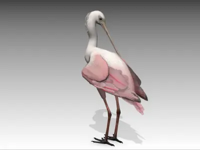 Roseate Spoonbill Low-poly 3D model