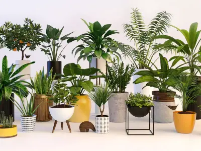 Plants in pots 3D model