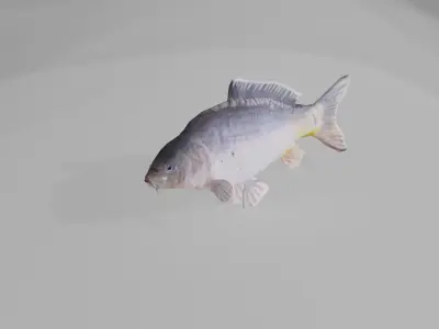 Freshwater fish pack Low-poly 3D model