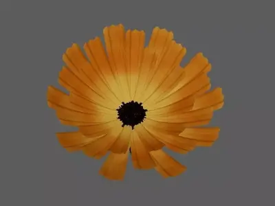 calendula Flower 3d model  3D model