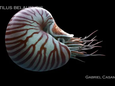 Nautilus belauensis Static Low-poly 3D model