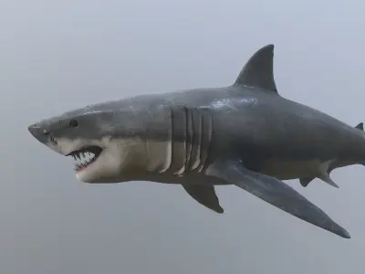Great white shark  AAA Low-poly 3D model