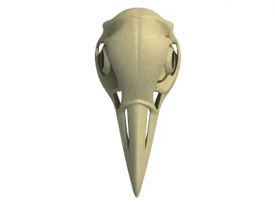 Detailed Penguin Skull 3D model