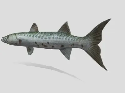Barracuda  Realistic Animated Low-poly 3D model