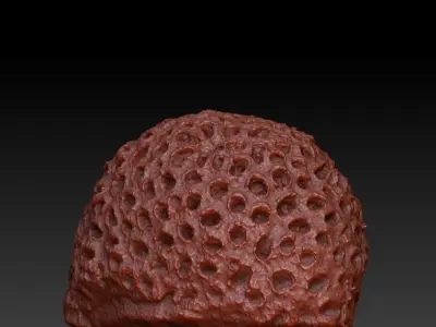 Sea Coral Scan 4 3D model