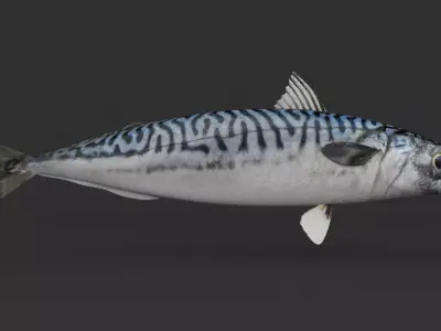 Mackerel Fish 3D model