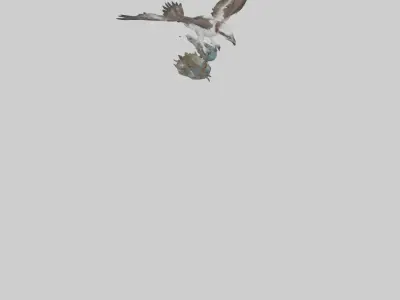 Osprey catching fish model 3D model