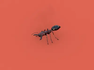 Odontomachus ant and Atta ant 3D model
