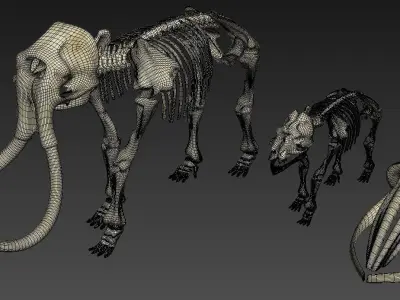 Animal sceletons 3D model