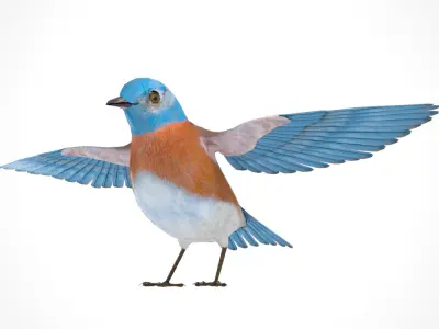 3D Bird Pack Western Bluebird Male and Female Low-poly 3D model