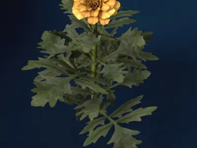 XfrogPlants Marigold 3D model