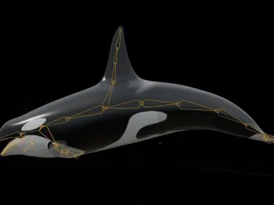 Orca killer whale Low-poly 3D model