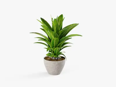 Plant 5 3D model