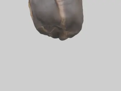 Moose Stomach Low-poly 3D model