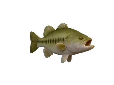 Realistic Bass Fish Low-poly 3D model
