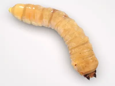 Maggot 3D model