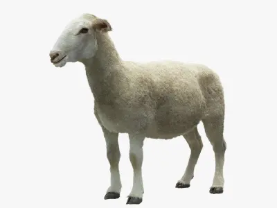 Sheep with Small Hair 3D model