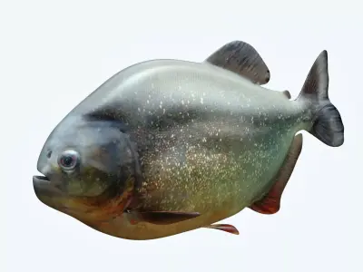 Piranha 2 fish with eyes 3D model