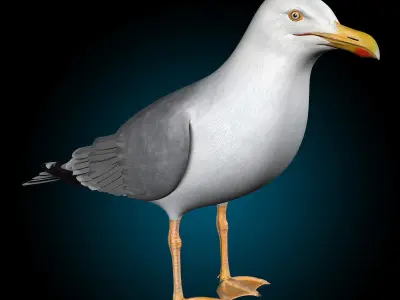 Seagull - Wings Folded 3D model