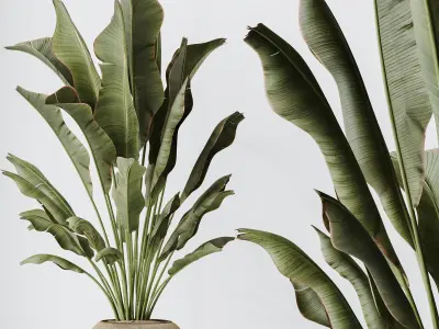 Plants Ravenala Banana Strelitzia Nicolai Bird Of Paradise Set02 3D model