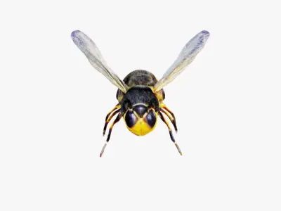 Bee Animal Free 3D model