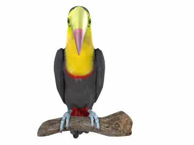 Toucan on branch 3D model
