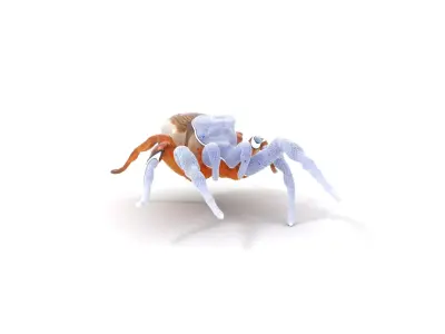 Rustic Jumping Spider model pack Low-poly 3D model