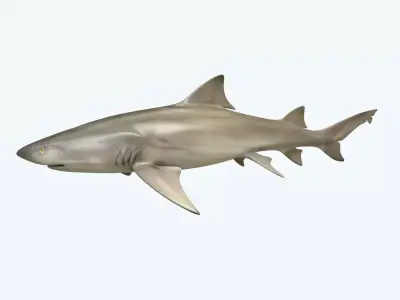 Lemon Shark 3D model