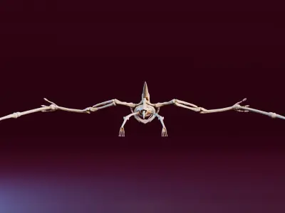 Realistic Ancient Reptilians Fossil - Pteranodon Low-poly 3D model