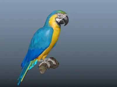 Blue and Gold Macaw Parrot  Low-poly 3D model
