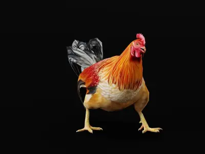 Male Chicken Rooster Low-poly 3D model