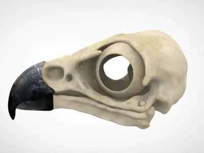 Eagle Skulls 3D model