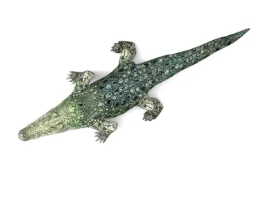 Crocodile 3D Models low poly model Low-poly 3D model