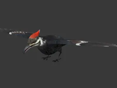 woodpecker Low-poly 3D model