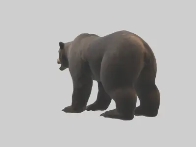 Bear Paws 3D model