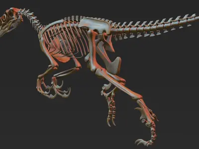 Velociraptor skeleton 3D model