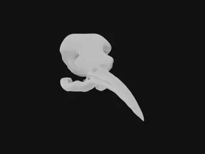 Hummingbird skull 3D model