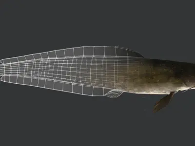 Amur Catfish Animated 3D model