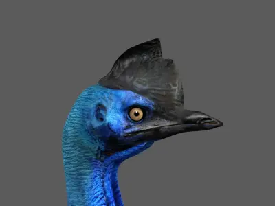 Cassowary struthio casuarius 3D model
