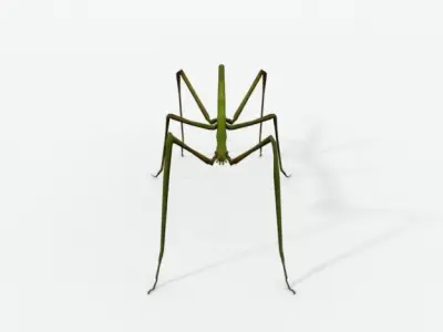 Stick insect Low-poly 3D model
