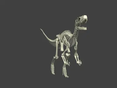 Dinosaur Skeleton Free 3D model