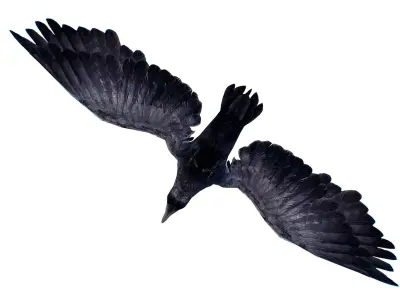 Low Poly Black Raven Wild Bird Crow Low-poly 3D model