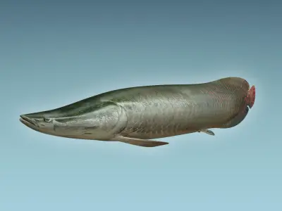 Arapaima Fish 3D model