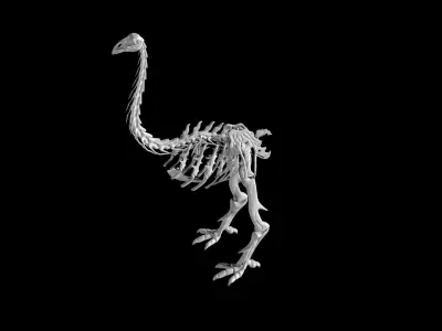 Moa skeleton Low-poly 3D model