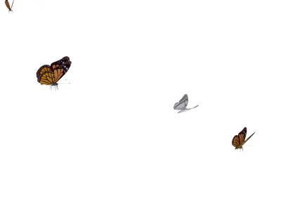 Butterflies  Animated Low-poly 3D model