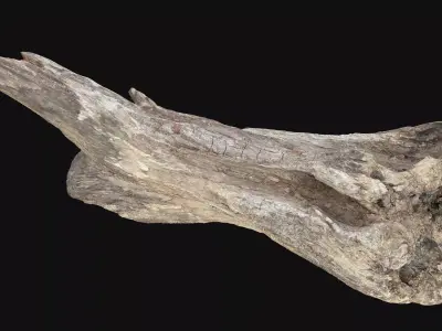 Dead Tree Root 3D Scan in highpoly 3D model