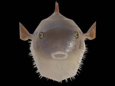 Low Poly Puffer Fish 3D model Low-poly 3D model