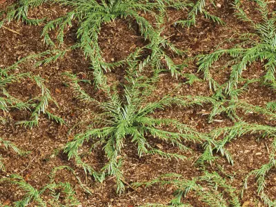 Grass eucalyptus plant 3D model